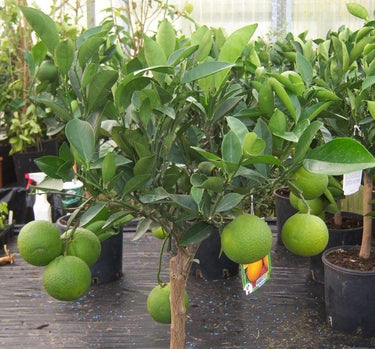 Orange Tree - Citrus Sinensis